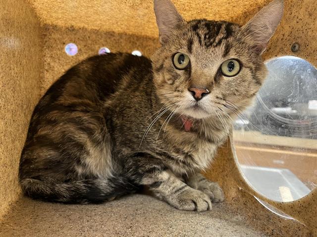 Shelter Stray Male Cat last seen Near BLOCK EVENING FIRE SW, Albuquerque, NM 87121