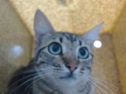Shelter Stray Unknown Cat last seen Near BLOCK GALATANEU NW, Albuquerque, NM 87121