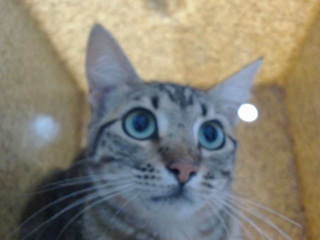 Shelter Stray Unknown Cat last seen Near BLOCK GALATANEU NW, Albuquerque, NM 87121