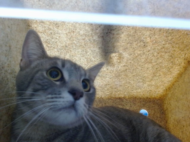 Shelter Stray Female Cat last seen Near BLOCK APRIL FLOWER SW, Albuquerque, NM 87121