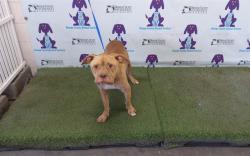 Shelter Stray Male Dog last seen , 2769 Conroy Rd, Orlando, FL 32839, USA
