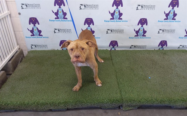 Shelter Stray Male Dog last seen , 2769 Conroy Rd, Orlando, FL 32839, USA