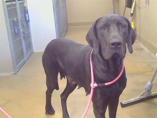 Shelter Stray Female Dog last seen 14TH ST/U ST, 95673, Sacramento, CA 95827