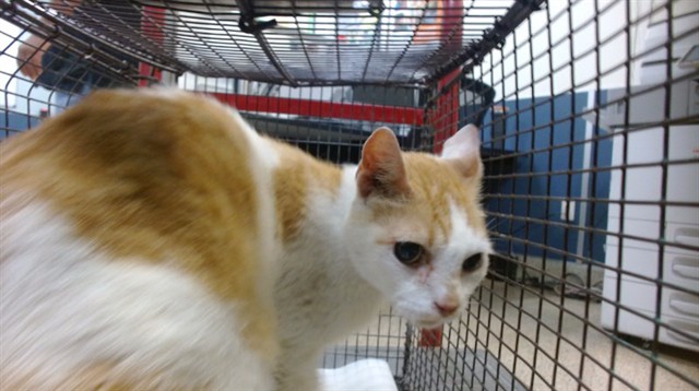 Shelter Stray Male Cat last seen Near BLOCK NW 107 AVE, Doral, FL 33122