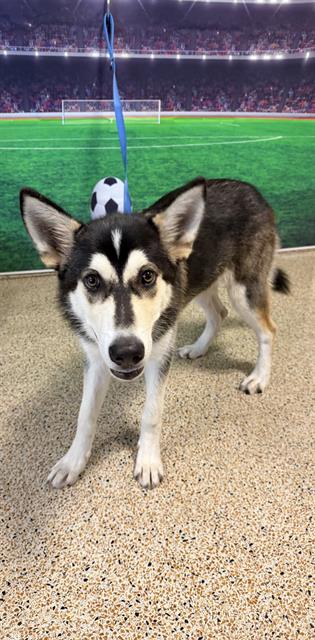 Shelter Stray Female Dog last seen BROWNSVILLE, Doral, FL 33122