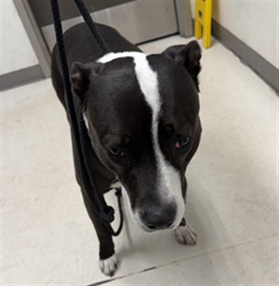 Shelter Stray Male Dog last seen , Los Angeles, CA 90025