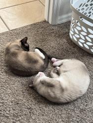 Reunited Female Cat last seen Brightview Dr, Lake Mary, FL 32746