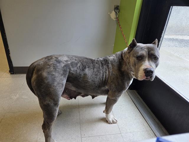 Shelter Stray Female Dog last seen Near BLOCK OBERTO DR, KENT WA 98032, Kent, WA 98032