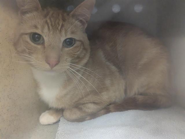 Shelter Stray Male Cat last seen Near BLOCK S 314TH CT, AUBURN WA 98001, 21615 64th Ave S, Kent, WA 98032, USA