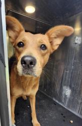 Shelter Stray Female Dog last seen Near BLOCK JAMAICA, San Antonio, TX 78227