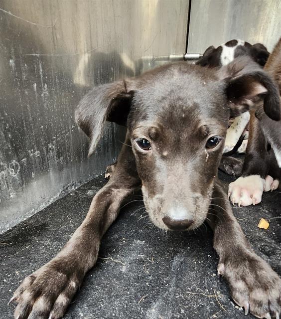 Shelter Stray Male Dog last seen Near BLOCK JAMAICA, San Antonio, TX 78227