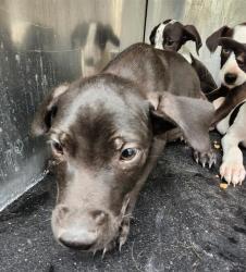 Shelter Stray Male Dog last seen Near BLOCK JAMAICA, San Antonio, TX 78227