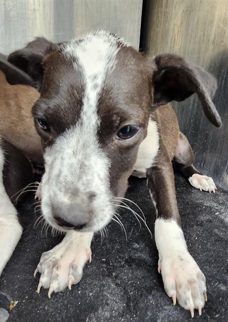 Shelter Stray Female Dog last seen Near BLOCK JAMAICA, San Antonio, TX 78227