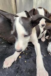 Shelter Stray Female Dog last seen Near BLOCK JAMAICA, San Antonio, TX 78227