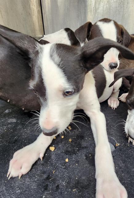 Shelter Stray Female Dog last seen Near BLOCK JAMAICA, San Antonio, TX 78227