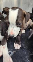 Shelter Stray Male Dog last seen Near BLOCK JAMAICA, San Antonio, TX 78227