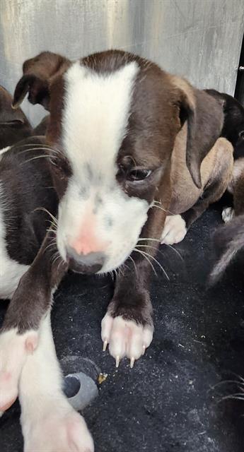 Shelter Stray Male Dog last seen Near BLOCK JAMAICA, San Antonio, TX 78227