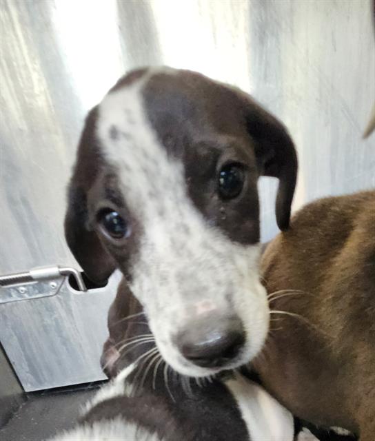Shelter Stray Male Dog last seen Near BLOCK JAMAICA, San Antonio, TX 78227