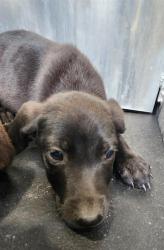 Shelter Stray Female Dog last seen Near BLOCK JAMAICA, San Antonio, TX 78227