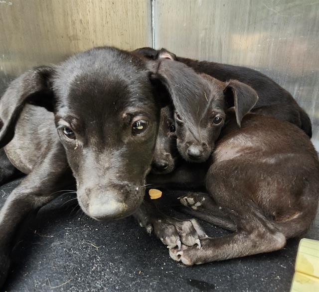Shelter Stray Male Dog last seen Near BLOCK JAMAICA, San Antonio, TX 78227