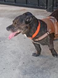 Found/Stray Male Dog last seen Barbaresco Circle and Marantha , Stockton, CA 95212