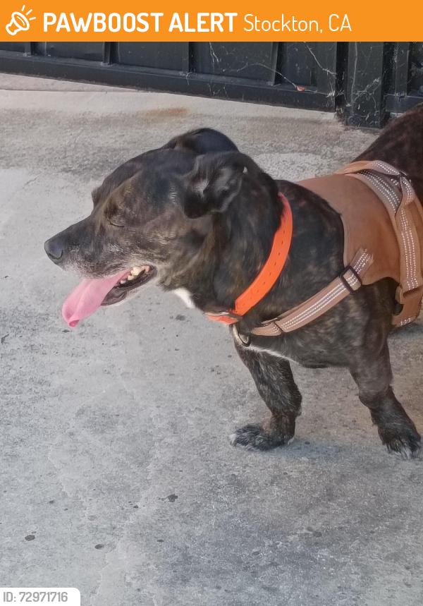 Found/Stray Male Dog last seen Barbaresco Circle and Marantha , Stockton, CA 95212