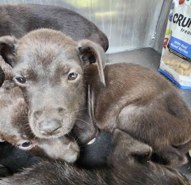Shelter Stray Female Dog last seen Near BLOCK JAMAICA, San Antonio, TX 78227