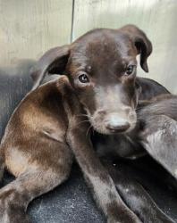 Shelter Stray Male Dog last seen Near BLOCK JAMAICA, San Antonio, TX 78227