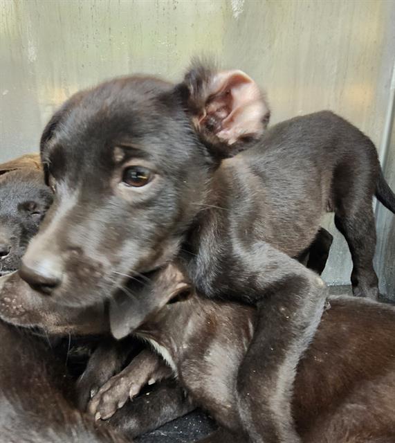 Shelter Stray Female Dog last seen Near BLOCK JAMAICA, San Antonio, TX 78227
