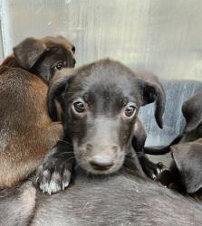 Shelter Stray Female Dog last seen Near BLOCK JAMAICA, San Antonio, TX 78227