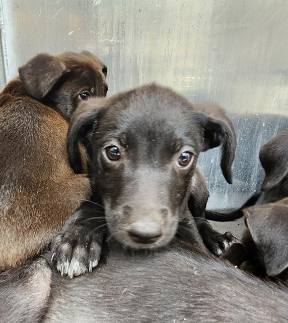 Shelter Stray Female Dog last seen Near BLOCK JAMAICA, San Antonio, TX 78227