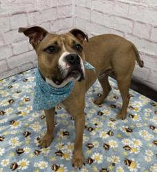 Shelter Stray Male Dog last seen Near BLOCK SYRACUSE ST, DETROIT MI 48234, 7401 Chrysler Dr, Detroit, MI 48211, USA