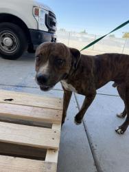 Shelter Stray Male Dog last seen \2901 SKYLINE BLVD, BAKERSFIELD CA 93305, Bakersfield, CA 93308