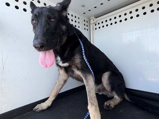 Shelter Stray Male Dog last seen Near BLK CLUBHOUSE DR, BAKERSFIELD, CA, Bakersfield, CA 93307