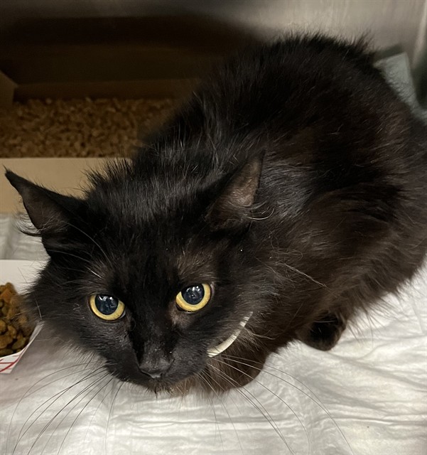 Shelter Stray Female Cat last seen WEST ROSEWOOD TAVARES, Deer Island, FL 32778