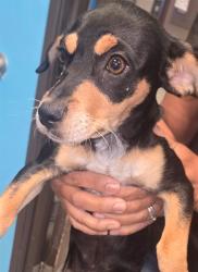 Shelter Stray Female Dog last seen UNKNOWN BAKERSFIELD, Bakersfield, CA 93307