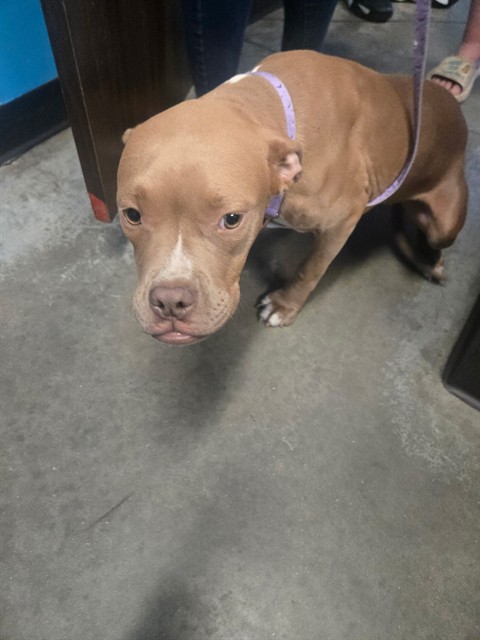 Shelter Stray Female Dog last seen 33RD ST BAKERSFIELD, Bakersfield, CA 93307