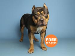 Shelter Stray Male Dog last seen Near BLOCK LN AND ORANGE BLOSSOM, Phoenix, AZ 85008