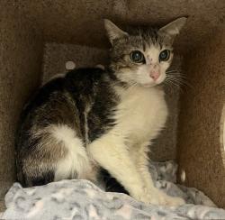Shelter Stray Female Cat last seen Near BLOCK RUTLAND AVE, RIVERSIDE CA, 6851 Van Buren Boulevard, Jurupa Valley, CA 92509, USA