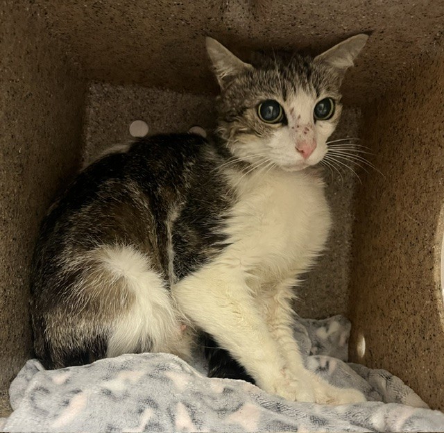 Shelter Stray Female Cat last seen Near BLOCK RUTLAND AVE, RIVERSIDE CA, 6851 Van Buren Boulevard, Jurupa Valley, CA 92509, USA
