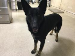 Shelter Stray Male Dog last seen Near BLOCK JOHNSON CT, JURUPA VALLEY, CA, Jurupa Valley, CA 92509