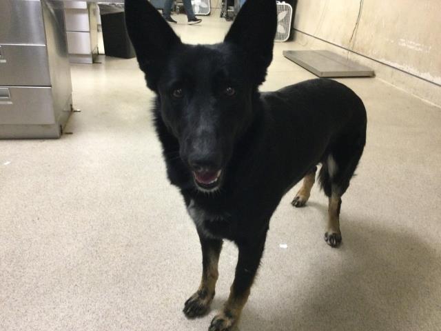 Shelter Stray Male Dog last seen Near BLOCK JOHNSON CT, JURUPA VALLEY, CA, Jurupa Valley, CA 92509