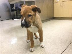 Shelter Stray Male Dog last seen VAN BUREN BOULEVARD/CLAY STREET, Jurupa Valley, CA 92509