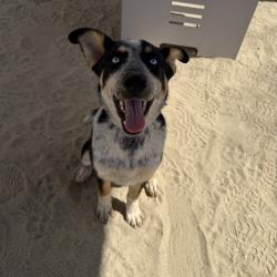 Shelter Stray Female Dog last seen Near BLOCK DESERT SANDS DESERT HOT SPRINGS CA 92240, Thousand Palms, CA 92276