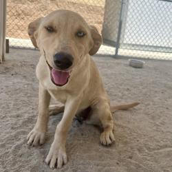 Shelter Stray Female Dog last seen Near BLOCK VAN BUREN ST COACHELLA CA 92236, Thousand Palms, CA 92276