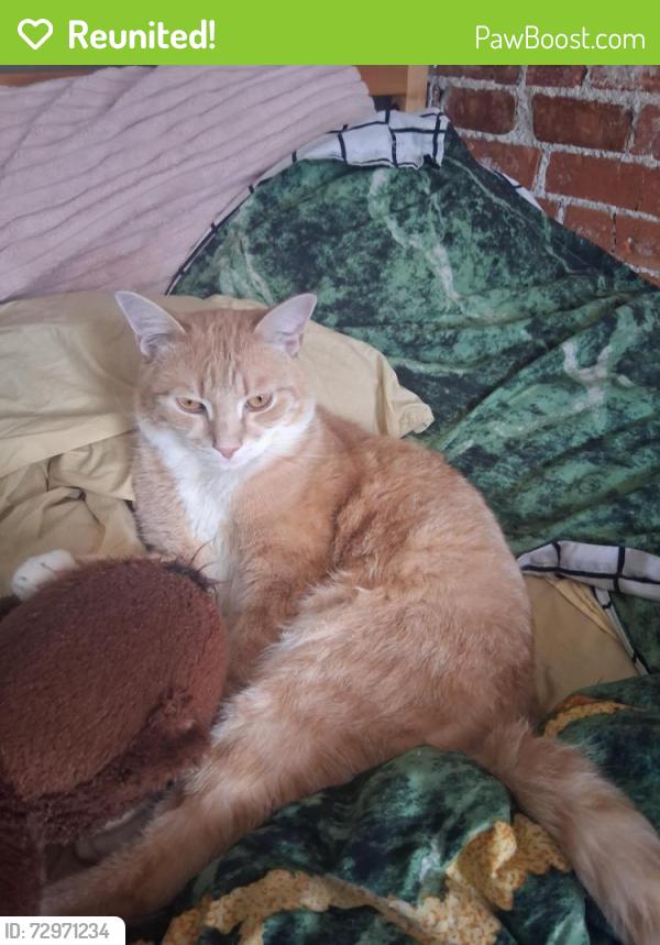Reunited Male Cat last seen Allcott Street , Boston, MA 02134
