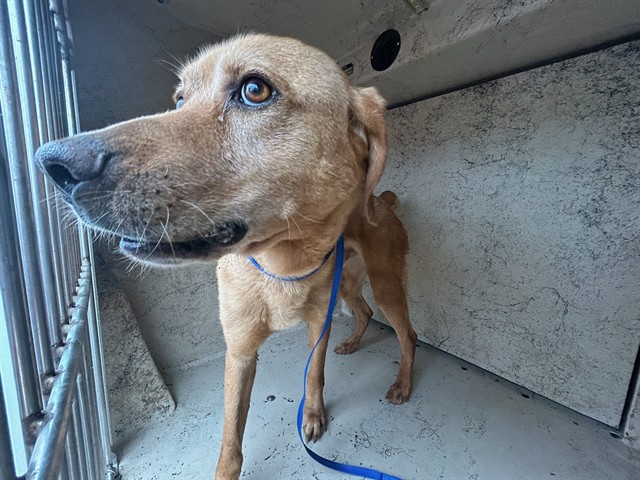 Shelter Stray Unknown Dog last seen SW 29TH ST/ S SARA RD, Oklahoma City, OK 73129