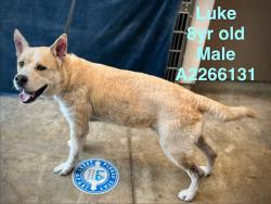 Shelter Stray Male Dog last seen , Los Angeles, CA 91405