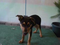 Shelter Stray Male Dog last seen , Irwindale, CA 91706