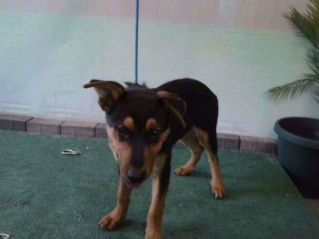 Shelter Stray Male Dog last seen , Irwindale, CA 91706